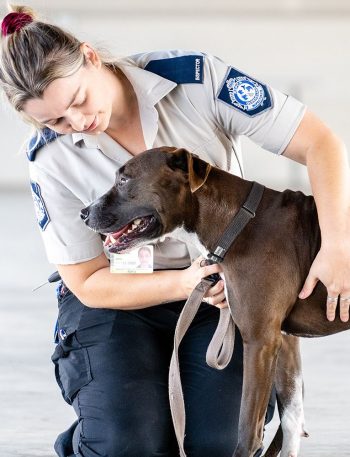 Animal Cruelty Laws and Criminal Penalties Across Different States